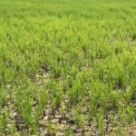 Miles de tareas de arroz en Pimentel en riesgo por falta de suministro de agua