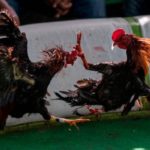 Un hombre muere atacado por su gallo cuando iba a una pelea en la India