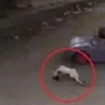 Viral: Habla la carajita que atropelló al gato con su carrito