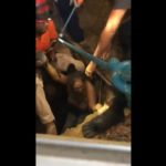 [Video] Mujer quedó atrapada al cavar profundo hoyo en busca de una botija