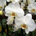 Educación licita compra de orquídeas por casi 700 mil pesos, ¿Quién en Pimentel vende orquídeas?