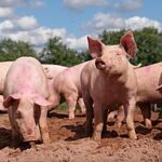 Productores avícolas de Moca denuncian escasez de cerdos criollos