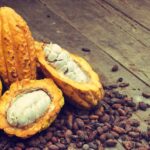 Cacao de República Dominicana atrae en el exterior por su sabor, aroma y calidad